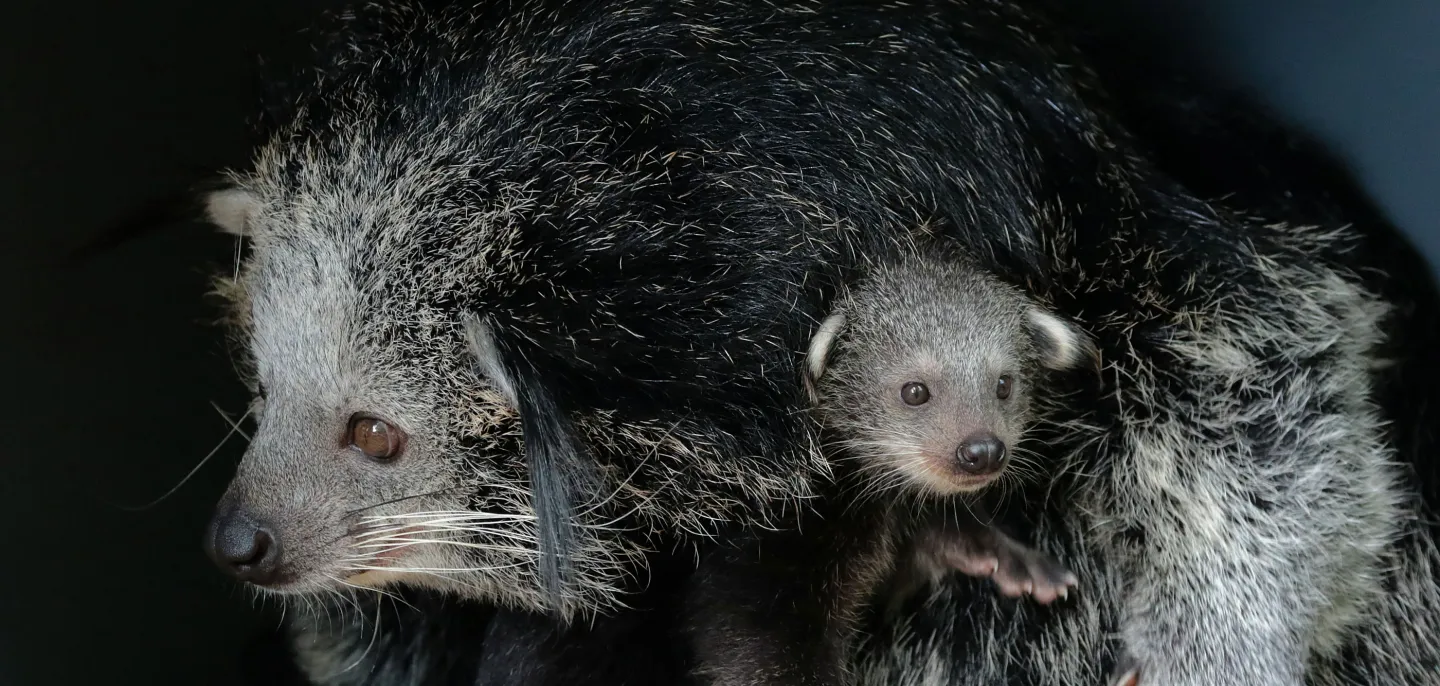 Femelle et jeune Binturong