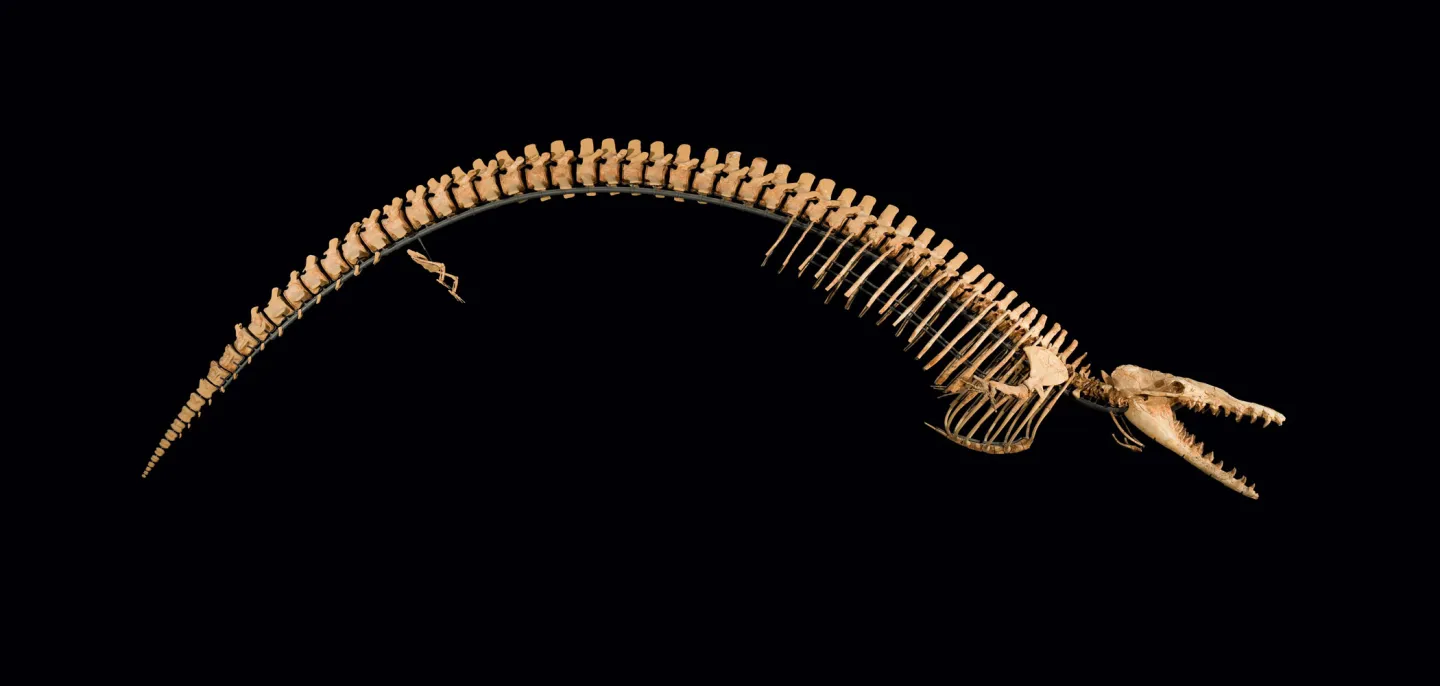 Cynthiacetus peruvianus (Mammalia, Cetacea). Provenance : Formation Otuma, Pérou © MNHN - B. Faye