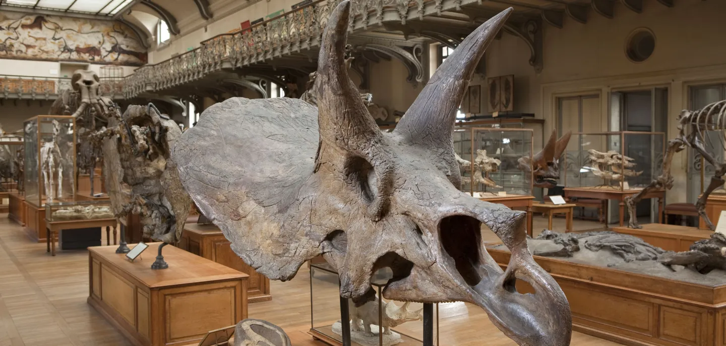Crâne de Triceratops horridus - Galerie de Paléontologie © MNHN - B. Faye