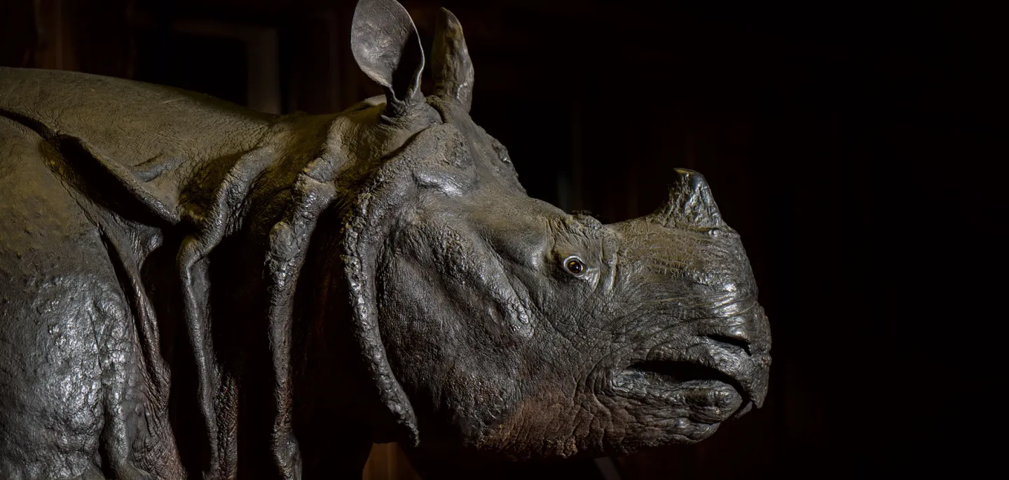 Rhinocéros de Louis XV © MNHN - A. Iatzoura