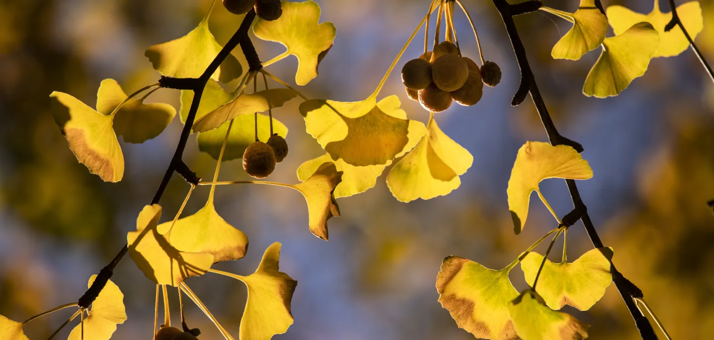 Ginkgo Biloba L. © MNHN - A. Iatzoura Photographie de feuilles de Ginkgo Biloba de près avec des rayons de soleil
