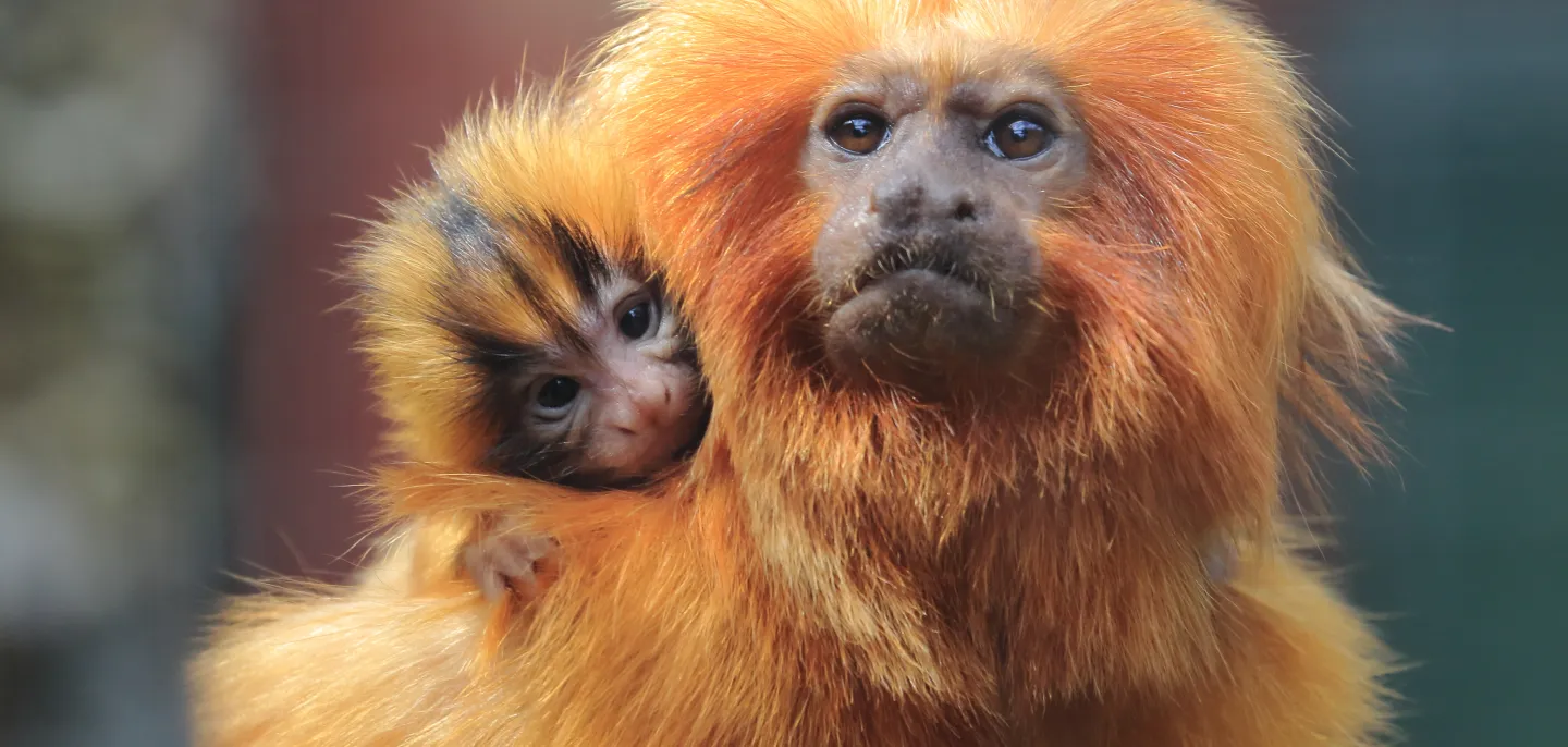 Tamarin lion doré © MNHN - E. Baril
