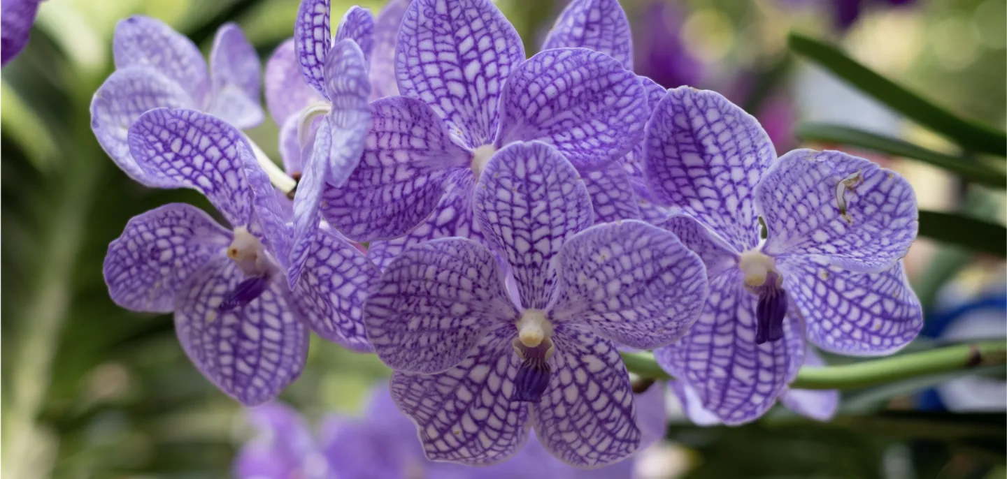 Vanda coerulea © Nipapun - stock.adobe.com