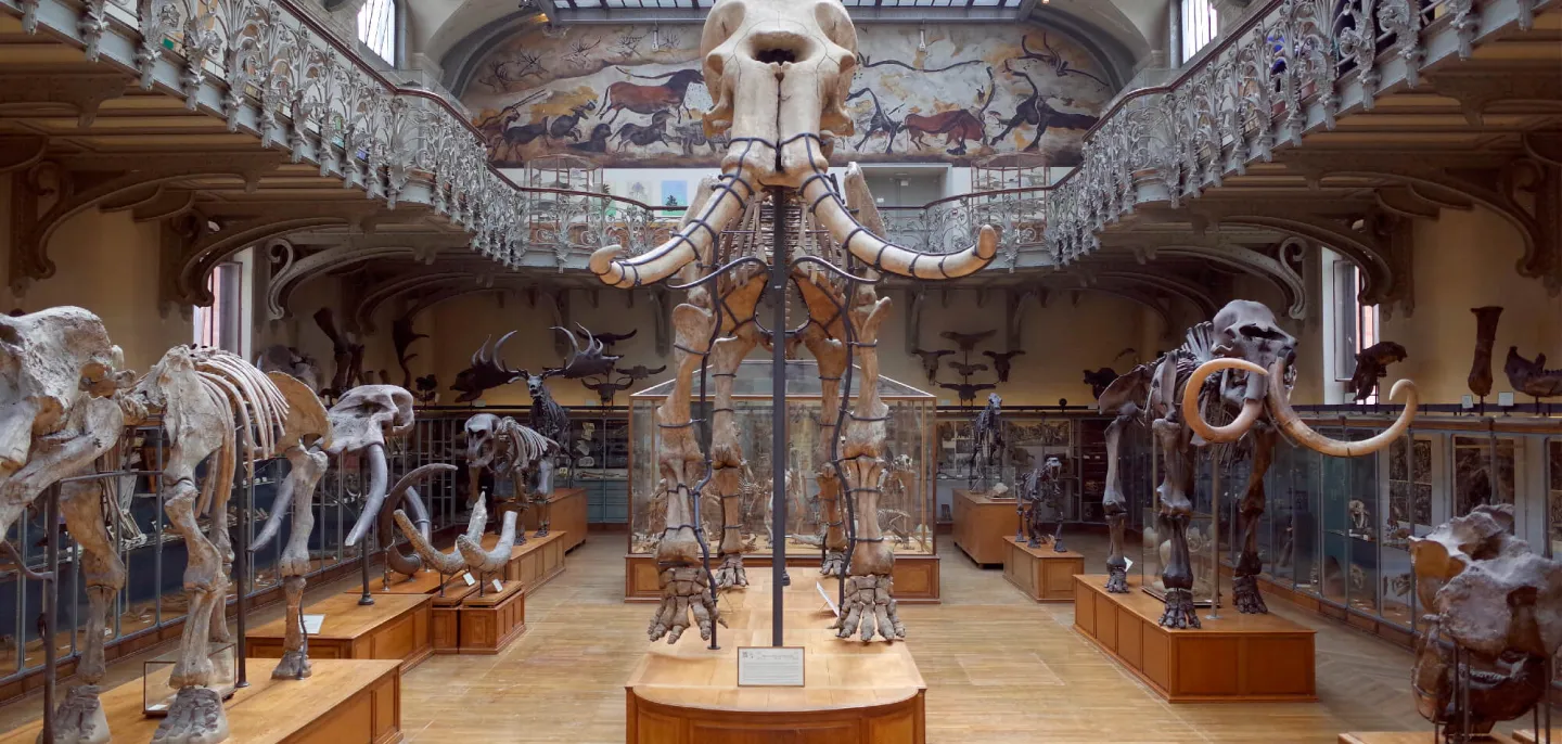 Le mammouth de Durfort restauré © MNHN - J.-C. Domenech