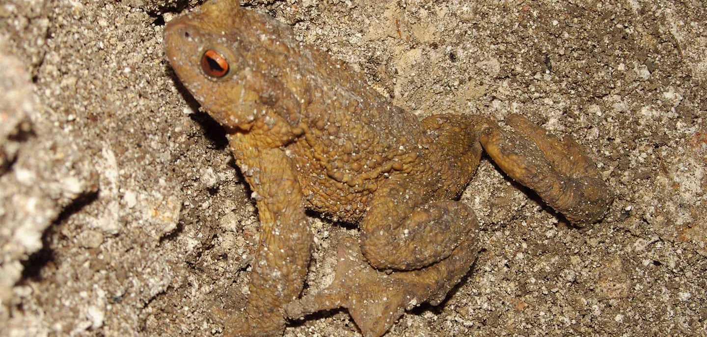 Crapaud commun © MNHN – Philippe Barré