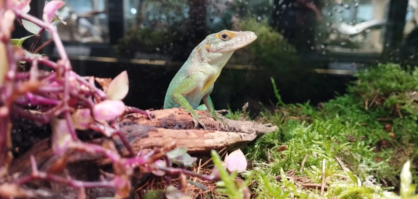 L'Anolis dans son vivarium à la Ménagerie. 