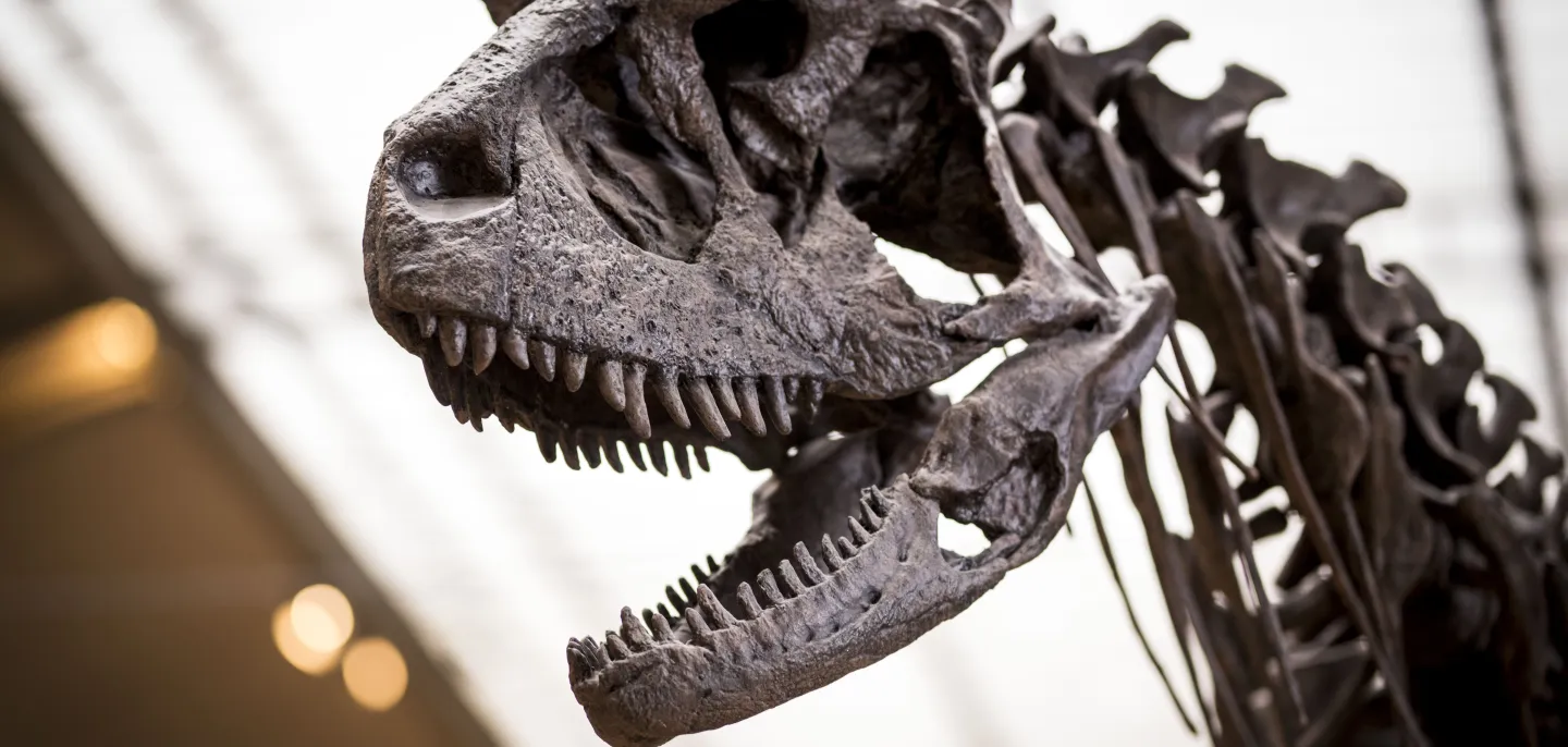Carnotaurus sastrei © MNHN - A. Iatzoura Crâne de Carnotaurus sastrei