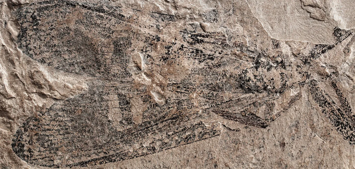 Protodiamphipnoa gaudryi (Brongniart, 1885), Commentry (France), Carbonifère supérieur © MNHN - O. Béthoux Fossile de Protodiamphipnoa gaudryi