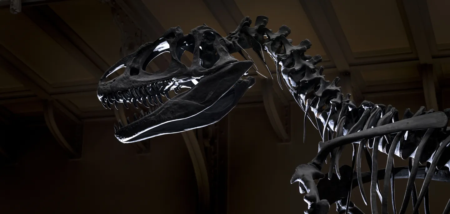 Allosaurus fragilis © MNHN - A. Iatzoura Squelette d'allosaure