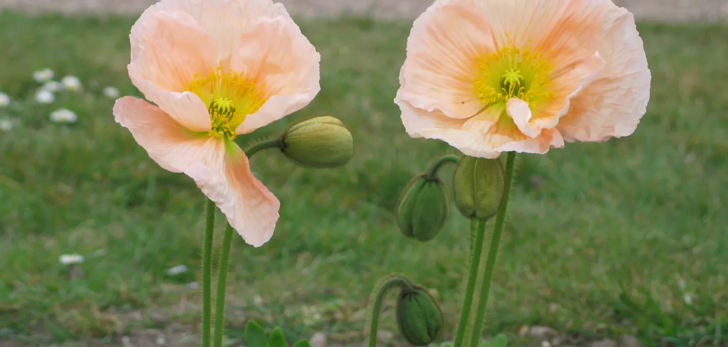Pavots d'Islande © MNHN - M. Carton Deux pavots d'Islande roses en gros plan