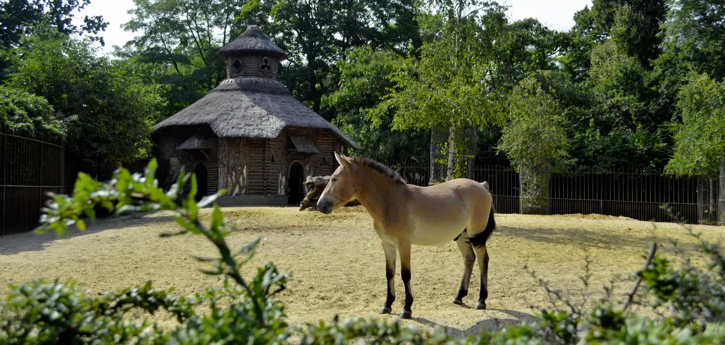 Photo d'un poulain (cheval de Przewalski)
