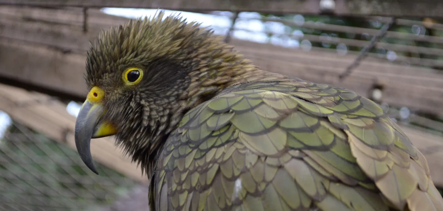 Kéa (Nestor notabilis) © MNHN - J. Munier