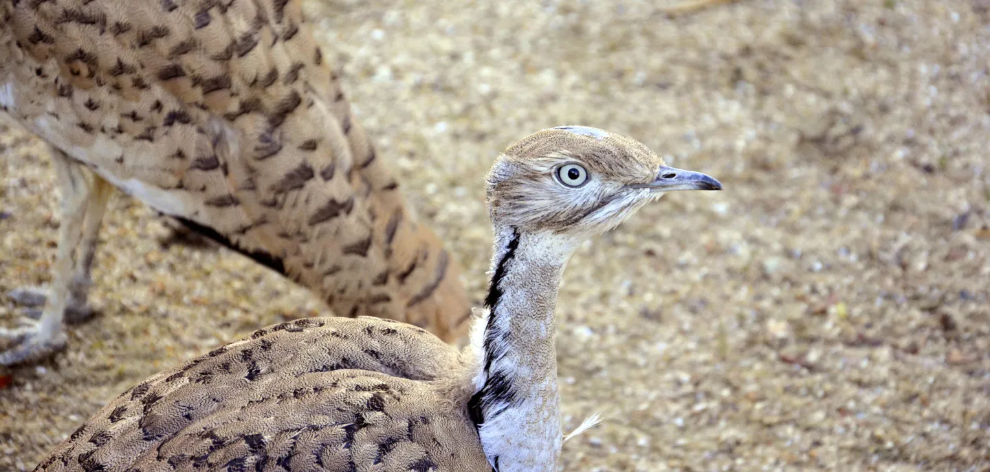 Photo d'une outarde houbara d'Asie