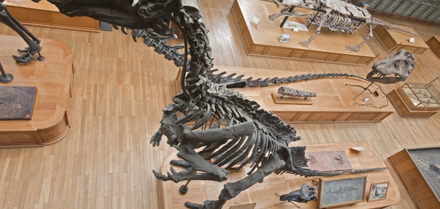L'Iguanodon bernissartensis © MNHN Squelette d'iguanodon