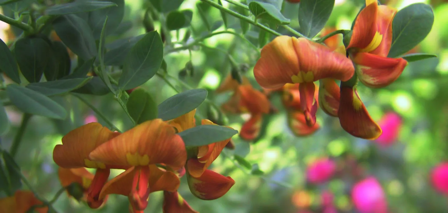 Baguenaudier orange © T. Lamp - Flickr Fleurs de baguenaudier orange
