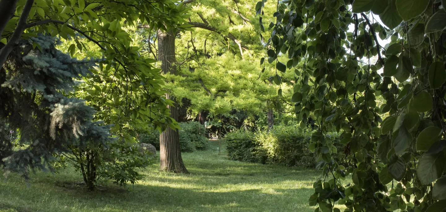 Photo d'un cyprès chauve du Jardin des Plantes 