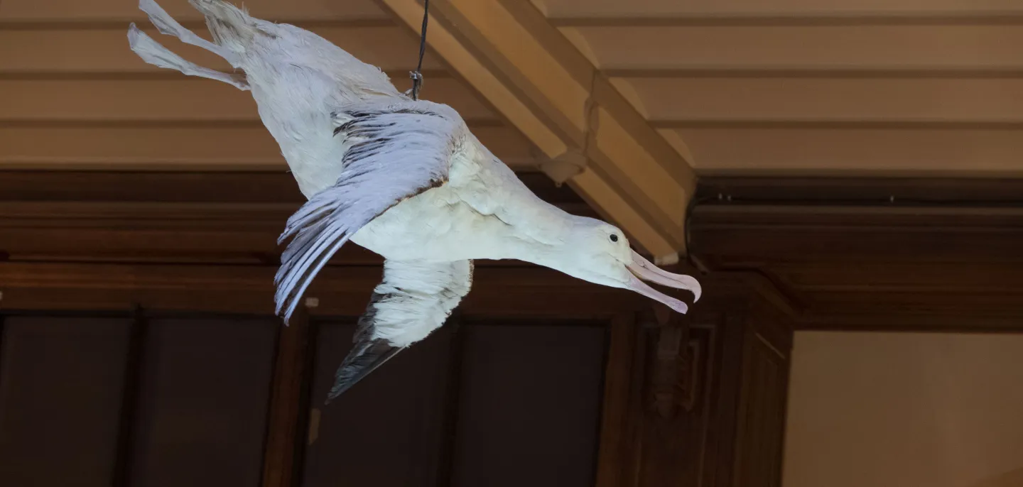 Albatros hurleur dans la Grande Galerie de l'Évolution © MNHN