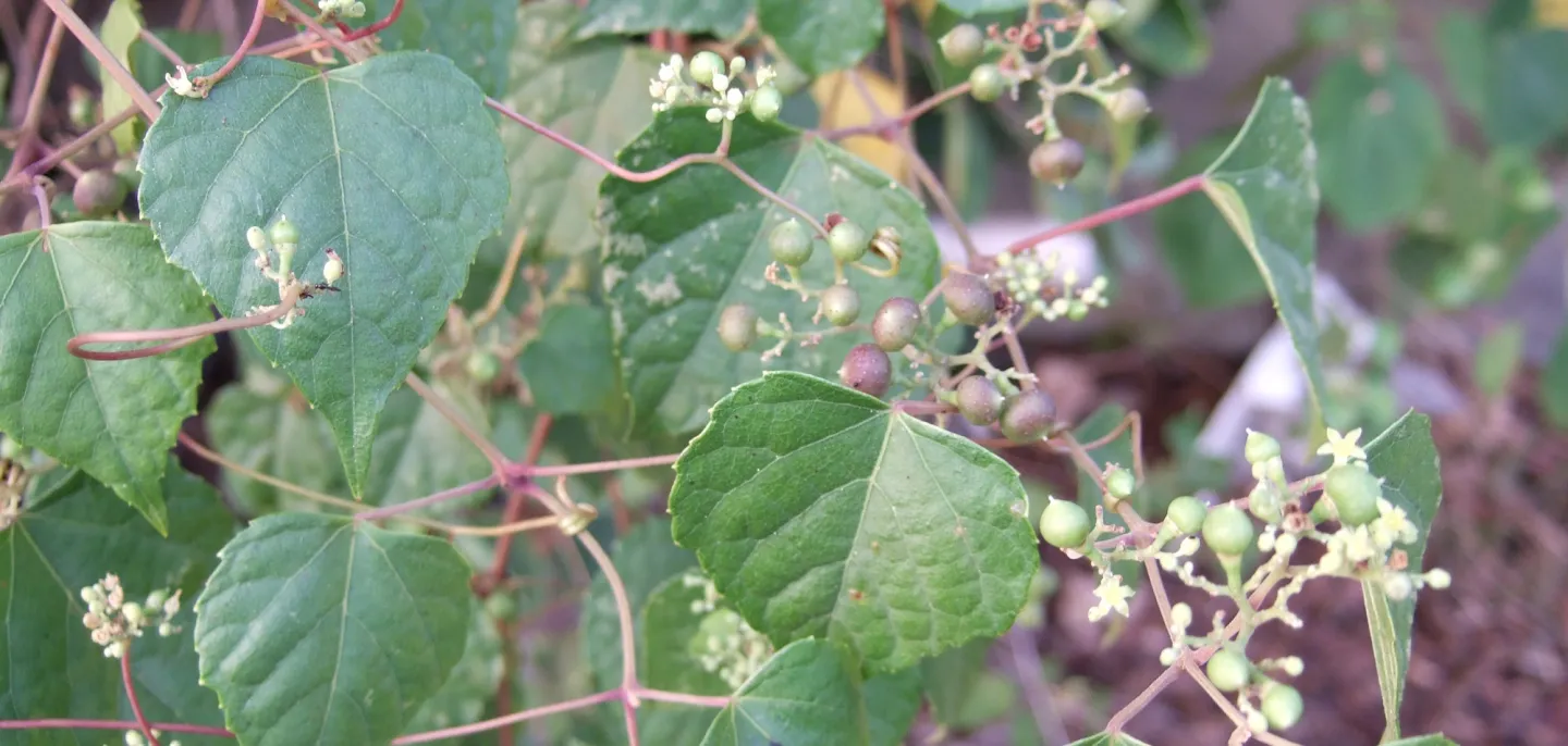 Détail d'une vigne vierge à fruits bleus