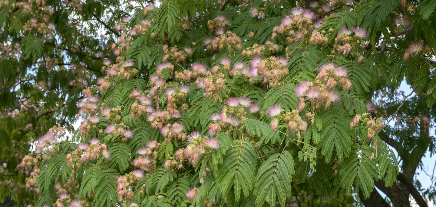 Arbre à soie - Albizia julibrissin © MNHN - B. Jay Photo de fleurs d'arbre à soie