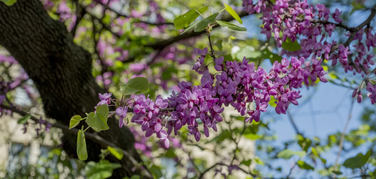Arbre de Judée © MNHN - B. Jay Photo de fleurs d'un arbre de Judée