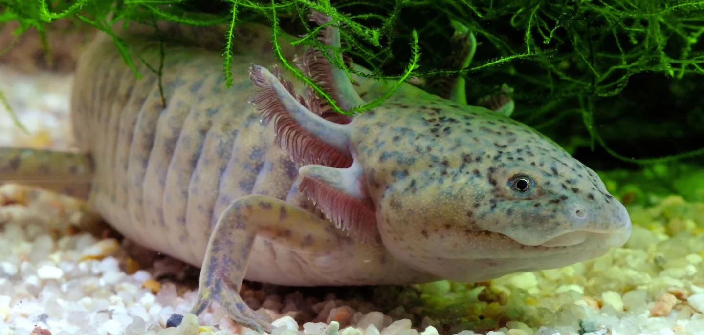 Axolotl (Ambystoma mexicanum) © MNHN - F.-G. Grandin Photo d'un axolotl dans son bassin