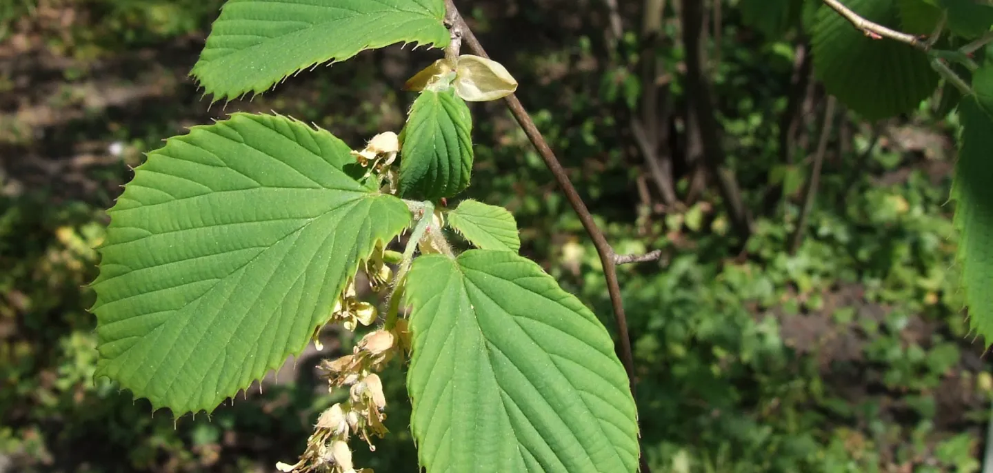 Corylopsis - Corylopsis sinensis var. sinensis © J. Opiola - Creative Commons Feuilles de corylopsis