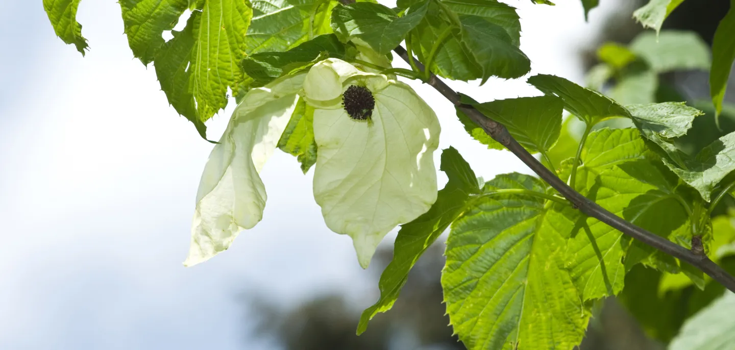 Fleurs blanches d'arbre aux mouchoirs