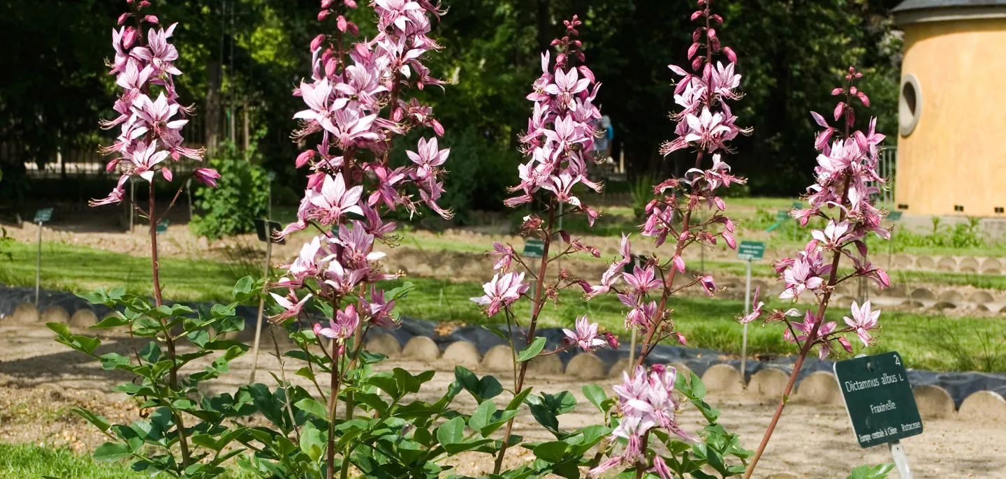 Fraxinelle - Dictamnus albus © MNHN - P. Lafaite Détail de fleurs roses de Fraxinelle