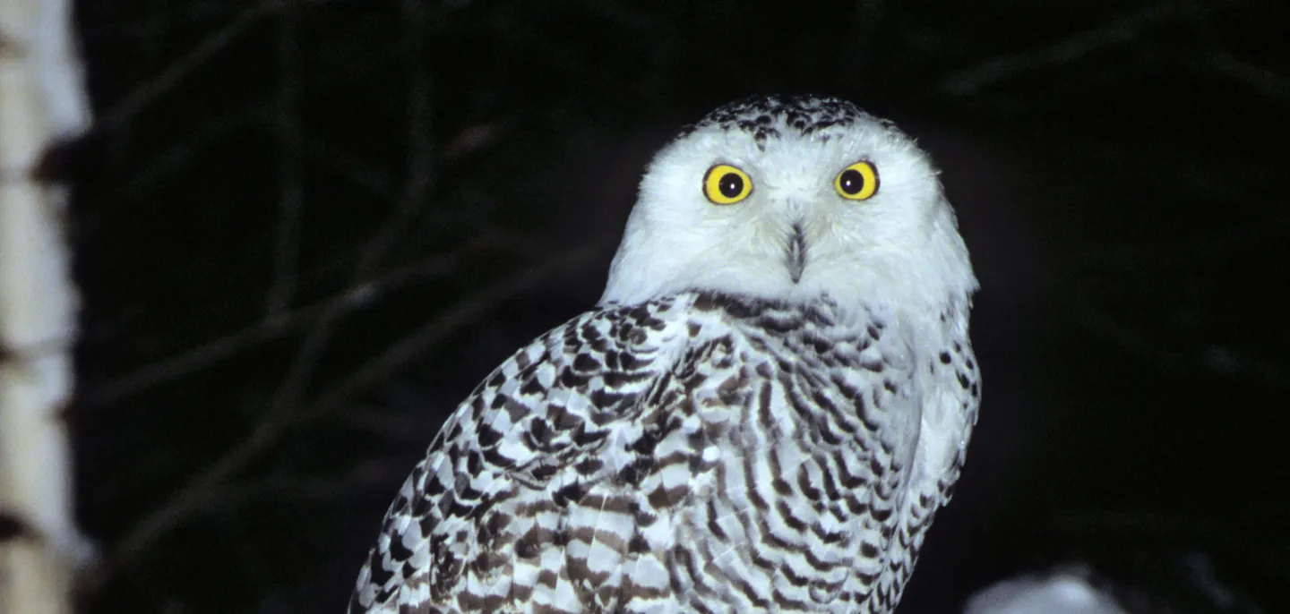 Photo d'une chouette harfang de nuit