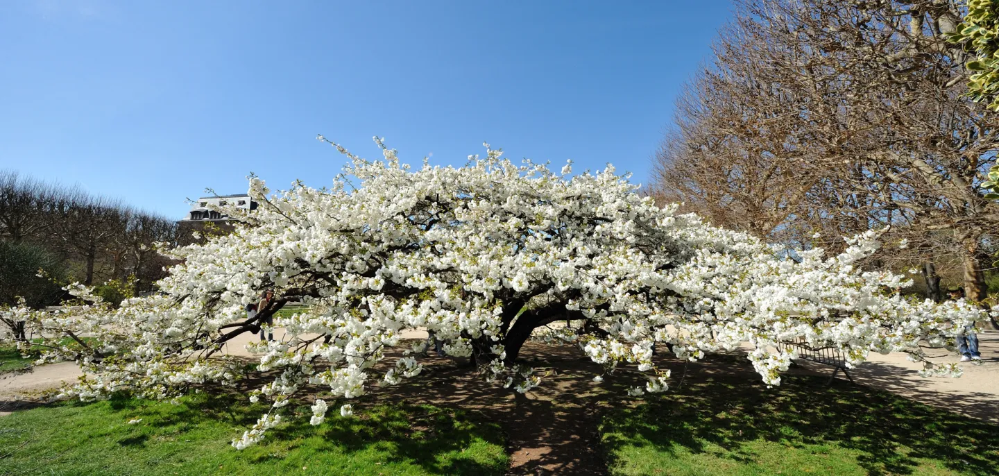Cerisier japonais en fleurs