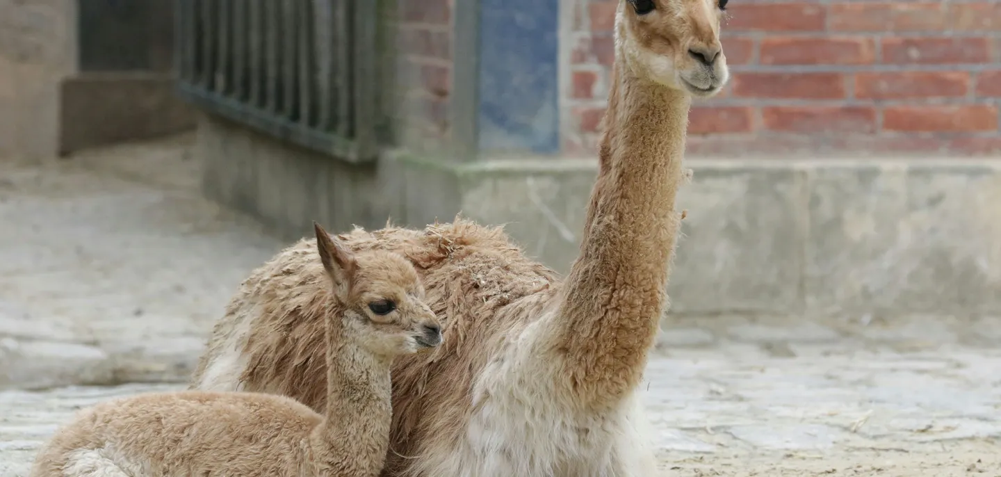 Femelle vigogne et son petit © MNHN - E. Baril Photo d'une femelle vigogne et son petit