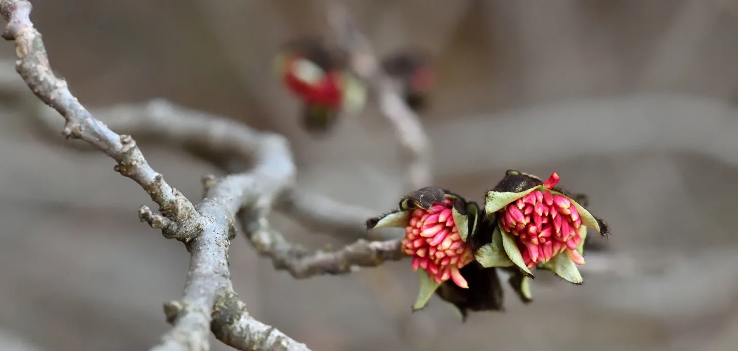 Fleurs de parrotie de Perse (Parrotia persica) © MNHN - F.-G. Grandin Fleurs de parrotie de Perse au bout d'une branche