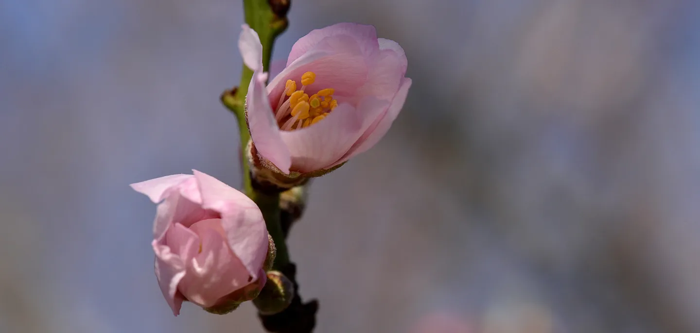 Amandier doux © MNHN - F.-G. Grandin Fleurs d'amandier doux