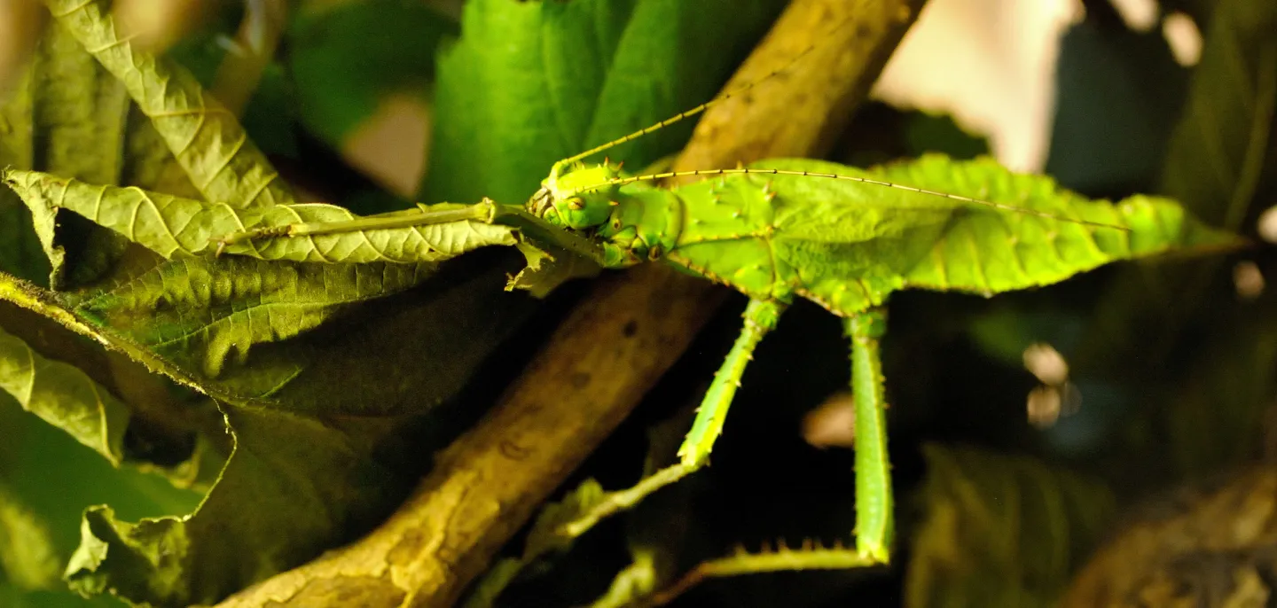 Phasme (Heteropteryx dilatata) © MNHN - F.-G. Grandin Photo d'un phasme sur une branche