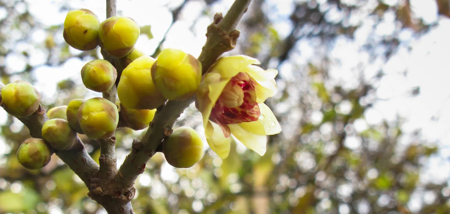 Chimonanthe précoce © MNHN - M. Morin Fleurs de chimonanthe précoce