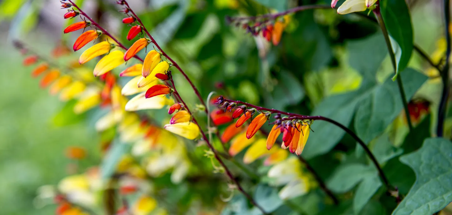 Mina lobée © MNHN - B. Jay Fleurs de mina lobée en gros plan