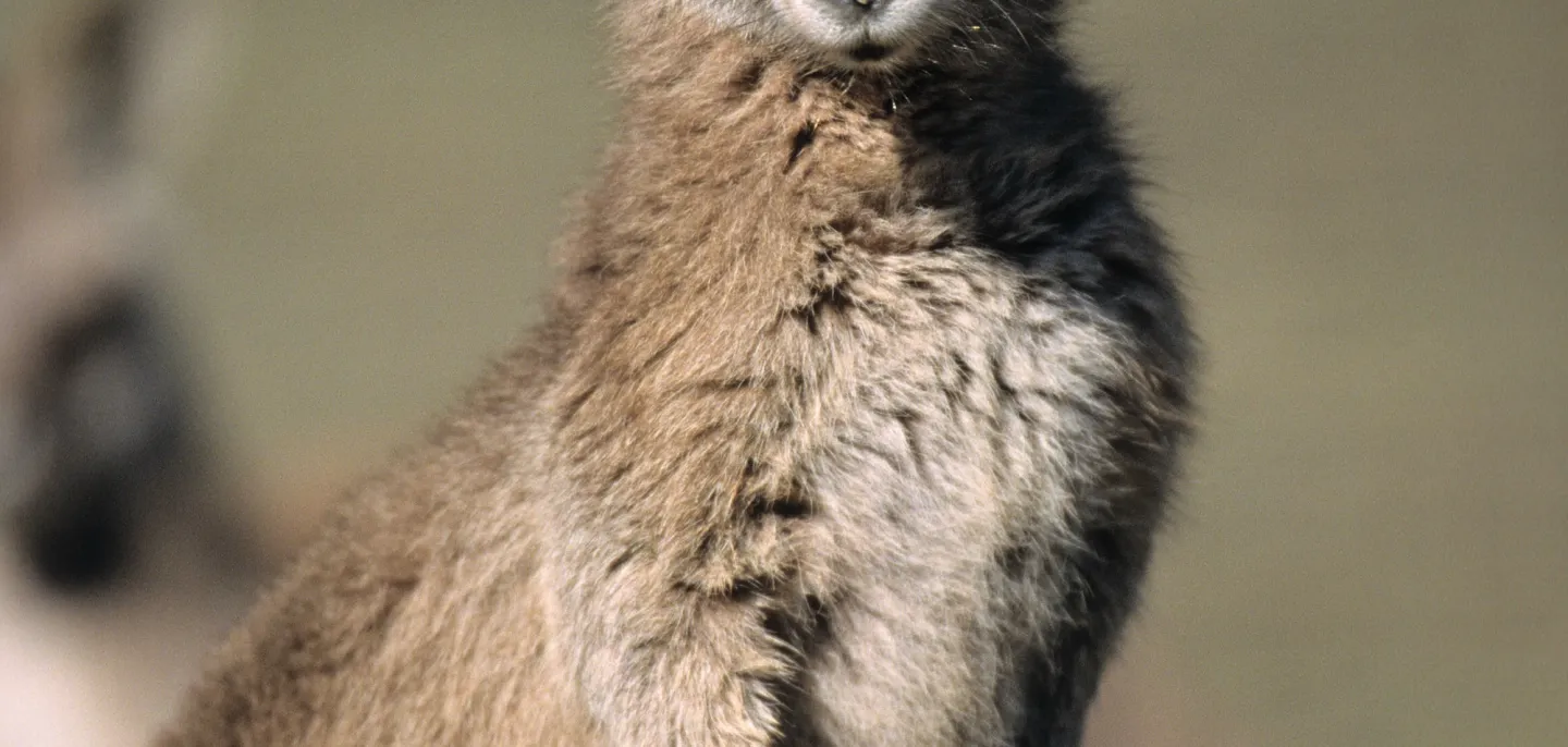 Kangourou géant à la Ménagerie, zoo du Jardin des Plantes. © MNHN Kangourou géant