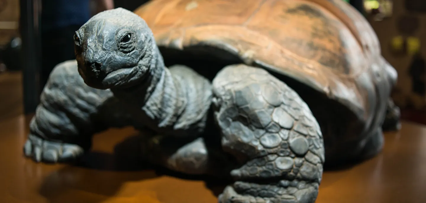 Kiki, tortue géante des Seychelles © MNHN - B. Faye