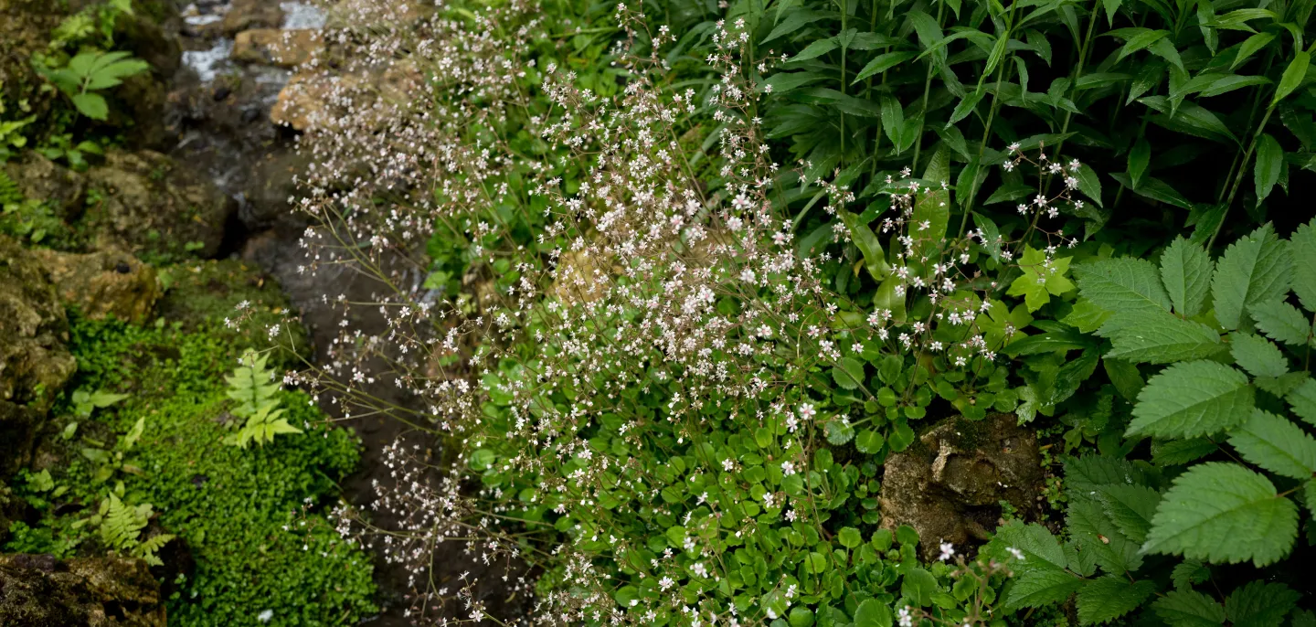 Saxifrage des ombrages © MNHN - B. Jay Fleurs d'un saxifrage des ombrages