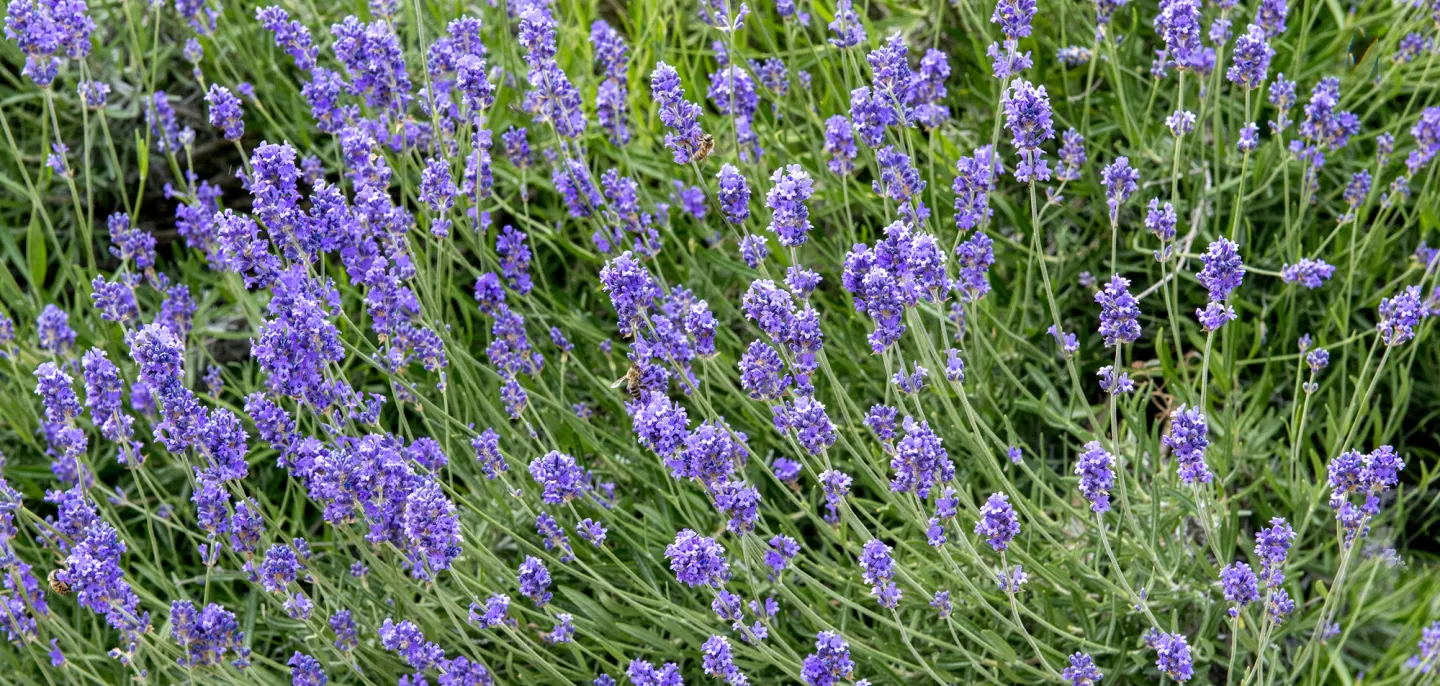 Lavande vraie © MNHN - B. Jay Photo d'un arbrisseau de lavande vraie avec ses fleurs violette