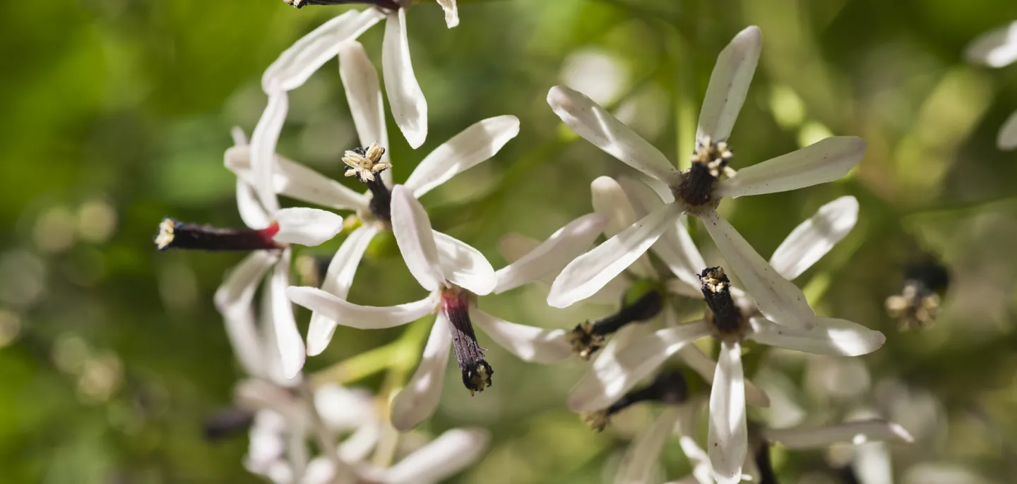 Lilas de Perse blancs en gros plan