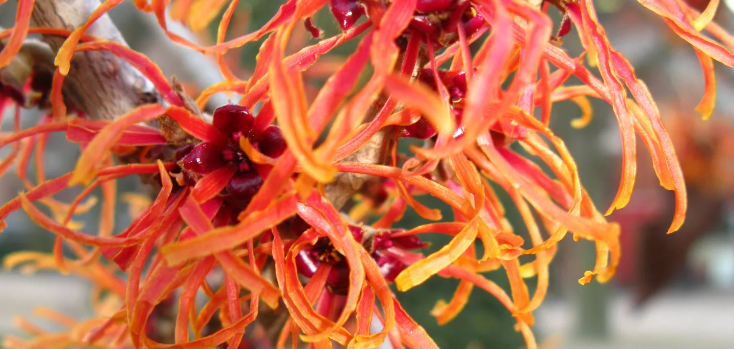 Hamamelis © MNHN - L. Ballot Détail de fleurs orange d'hamamelis