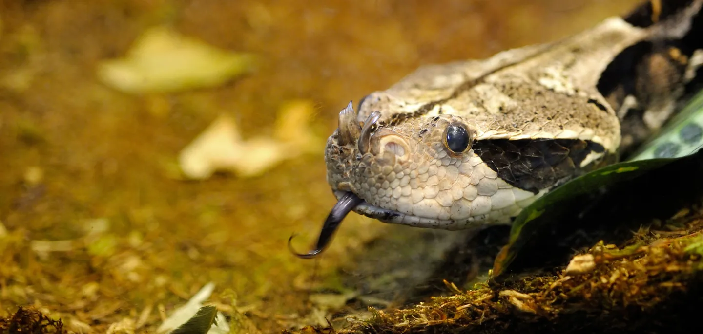 Vipère du Gabon (Bitis rhinoceros) © MNHN - F.-G. Grandin Photo d'une vipère du Gabon