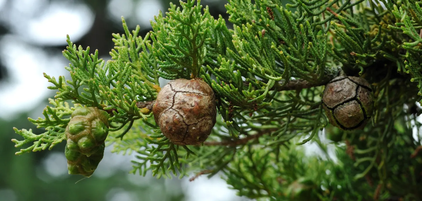 Cyprès commun - Cupressus sempervirens © MNHN - F.-G. Grandin Détail d'une branche d'un cyprès commun