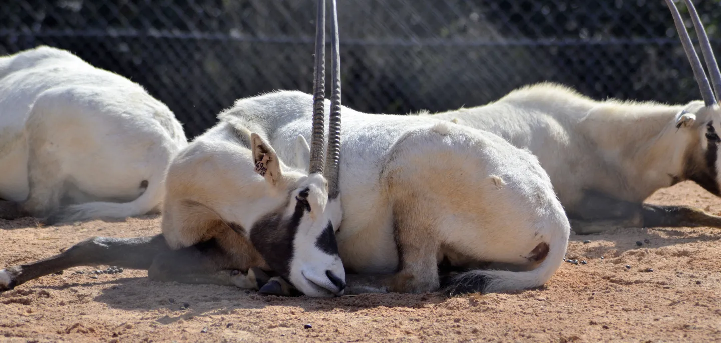 Photo d'un oryx d'Arabie
