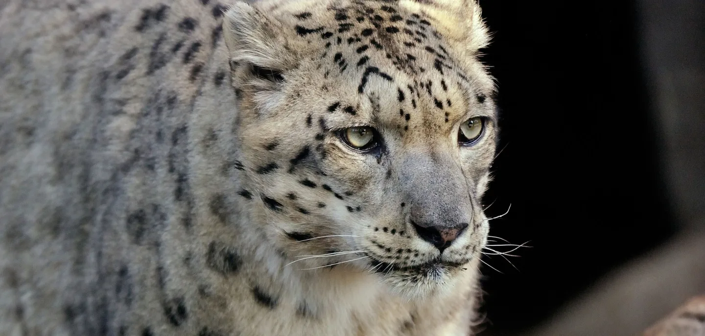 Panthère des neiges (Panthera uncia) © MNHN - J. Munier Photo d'une panthère des neiges