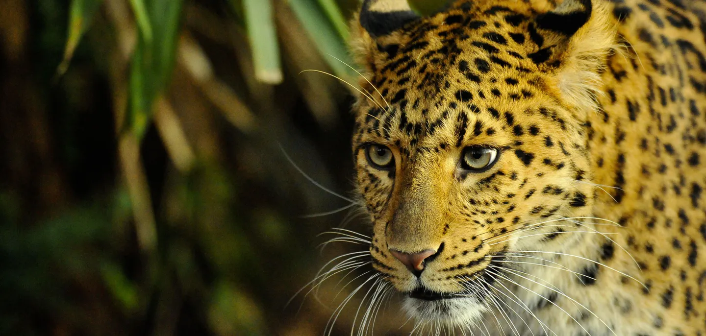 Panthère de chine (Panthera pardus japonensis) © MNHN - F.-G. Grandin Photo d'une panthère de chine
