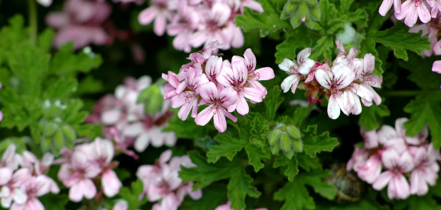 Pelargonium graveolens CC BY-SA 2.5 - E. Hunt Détail d'une fleur de Pelargonium graveolens