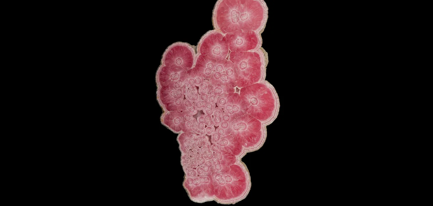 Cristallisations orbiculaires de Rhodochrosite autour des conduits de passage de fluides (N° 193.62) © MNHN - A. Dahmane Cristallisations orbiculaires de Rhodochrosite sur fond noir
