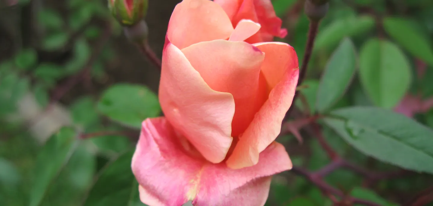 Rose à odeur de thé © MNHN - M. Mason Rose à odeur de thé en train d'éclore